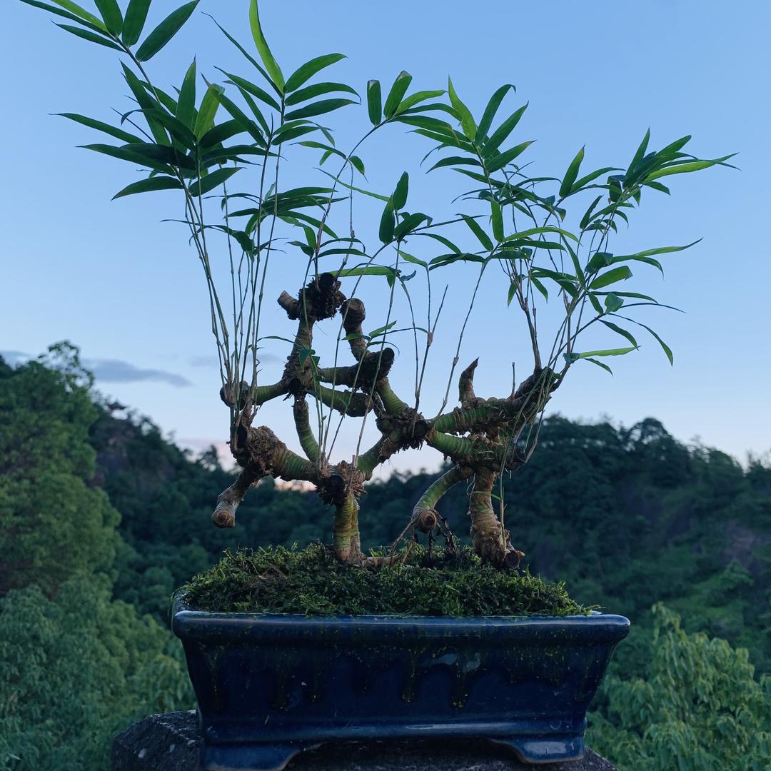 常青绿植堂