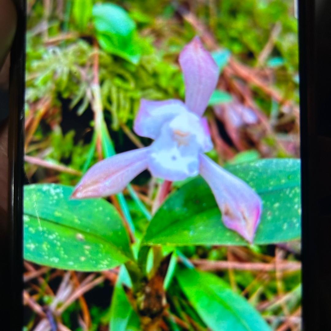 花红兰苑