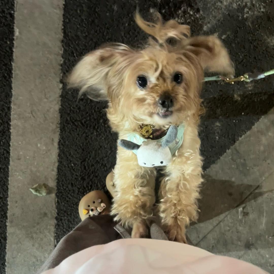 爱吃红烧肉ど⁰̷̴͈꒨⁰̷̴͈う♡