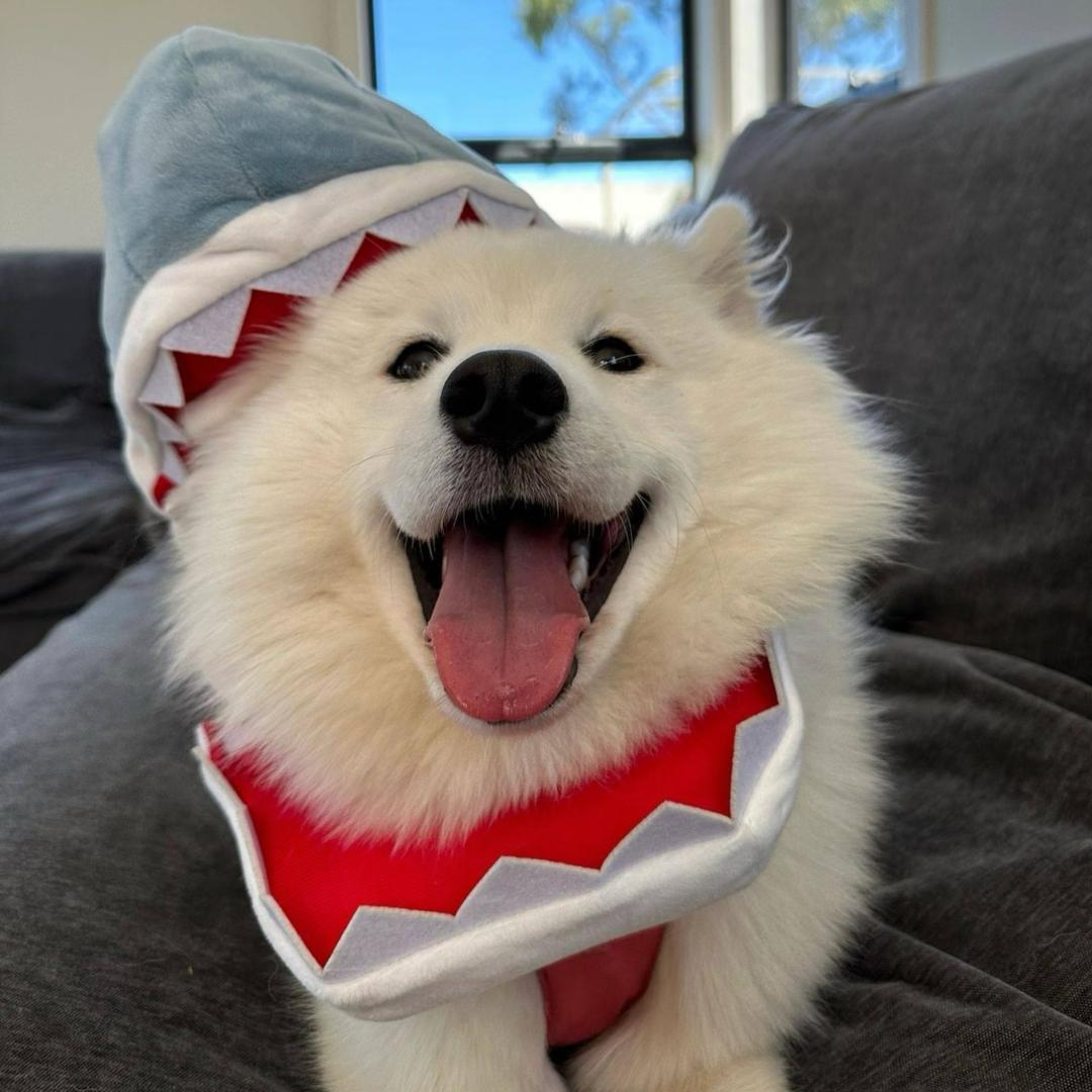 海南宠尚天-小美