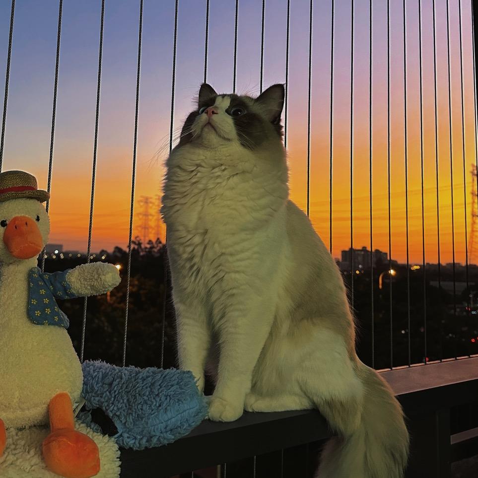 🌈大壮爱吃罐罐