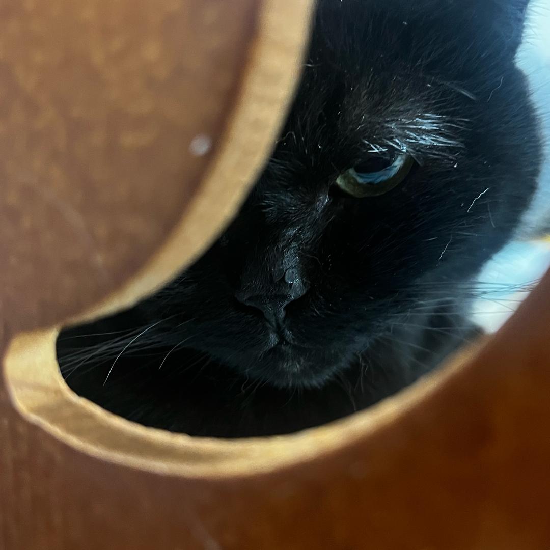 喵喵哇喵喵🐱