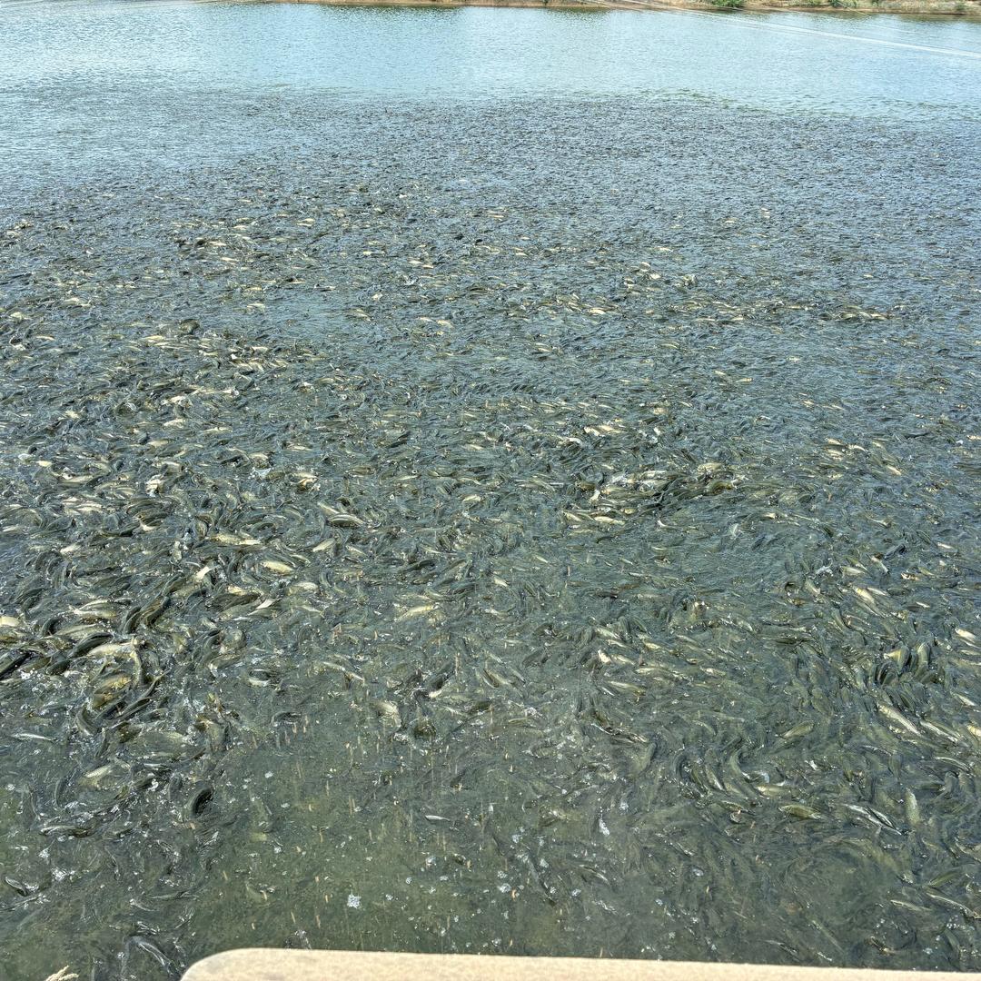 南昌县养鱼苗的小龚