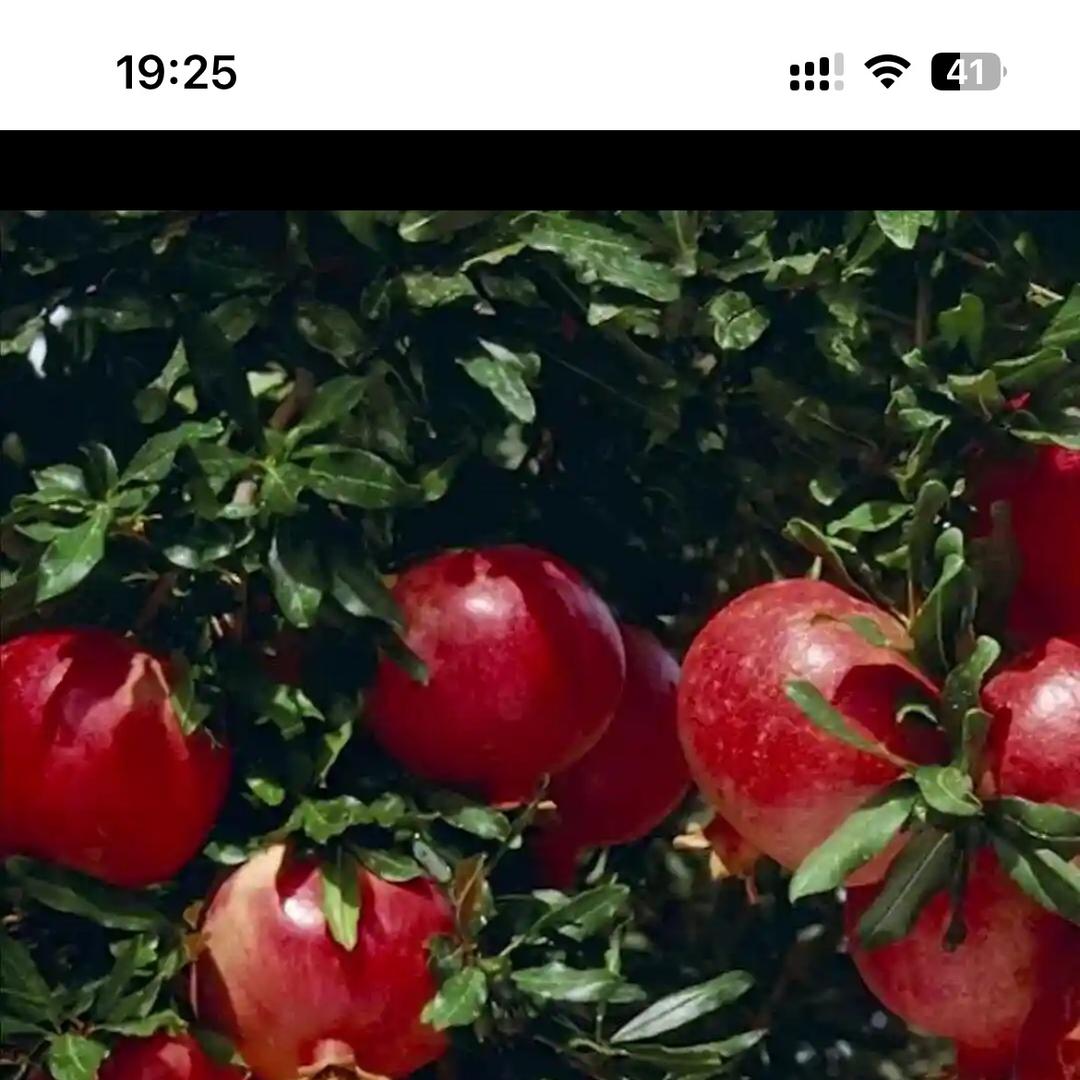 旺科果树苗木专营店