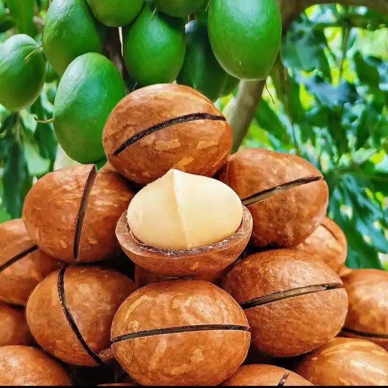 夏威夷果珍选店