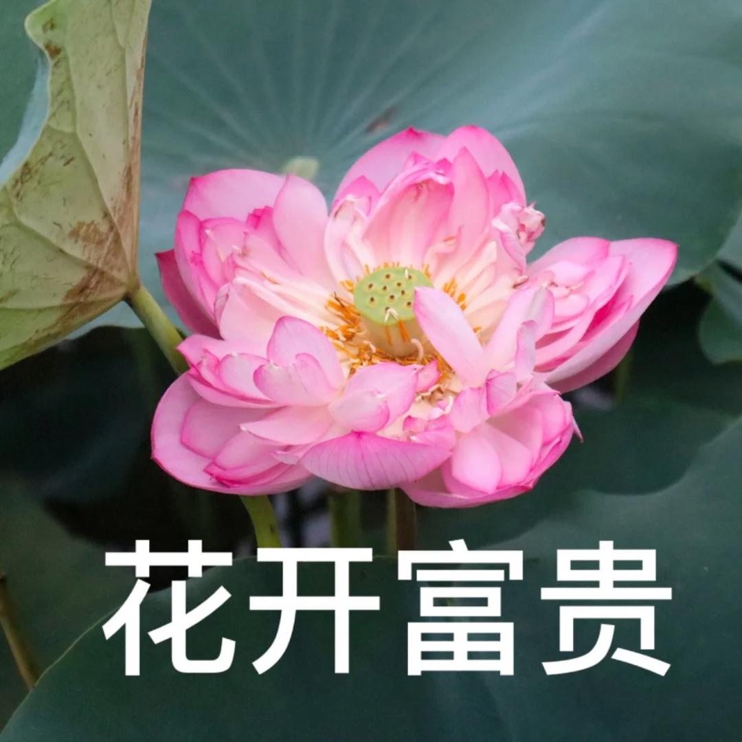 包租婆