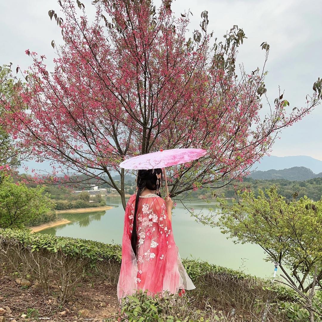 浅陌芳华