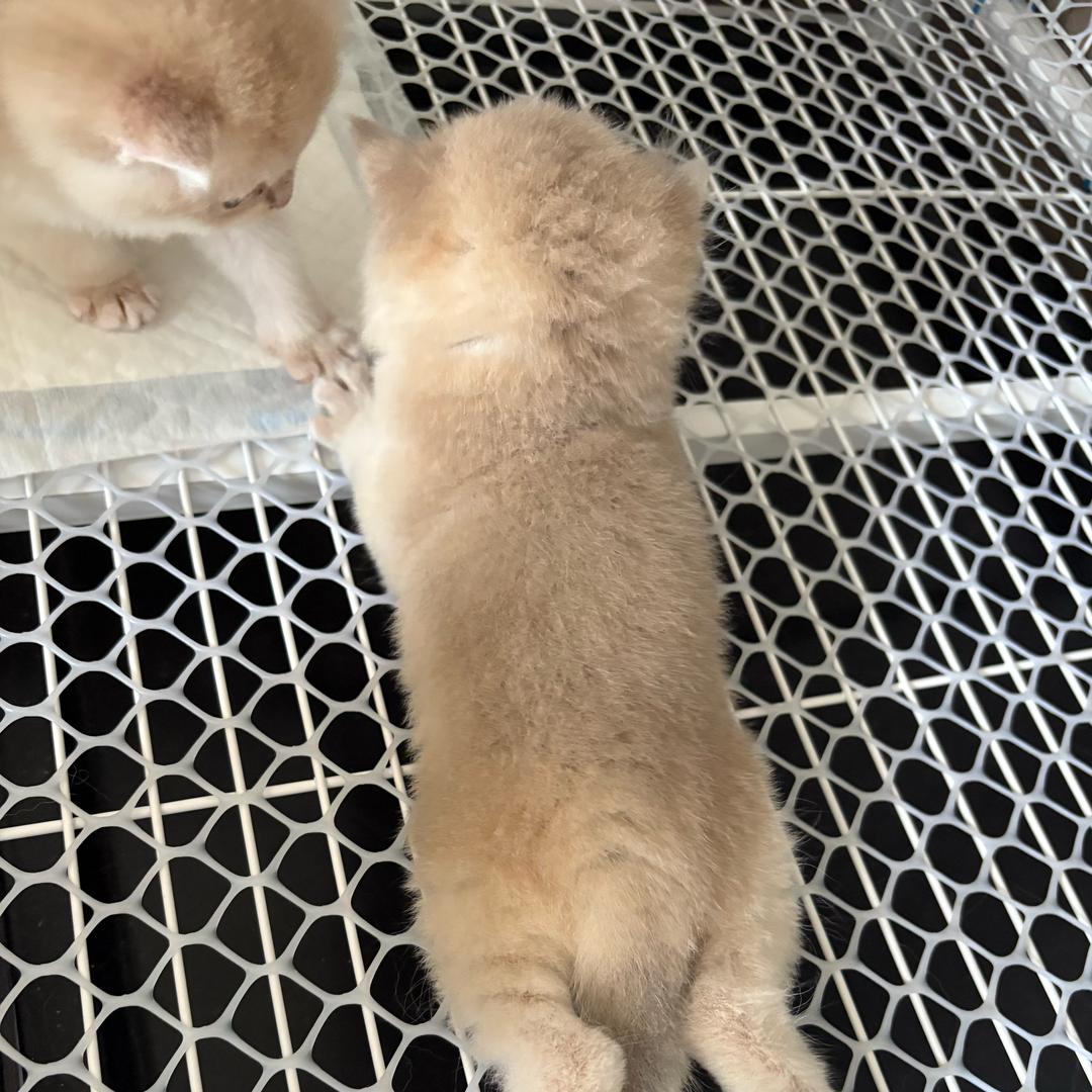 KD猫舍