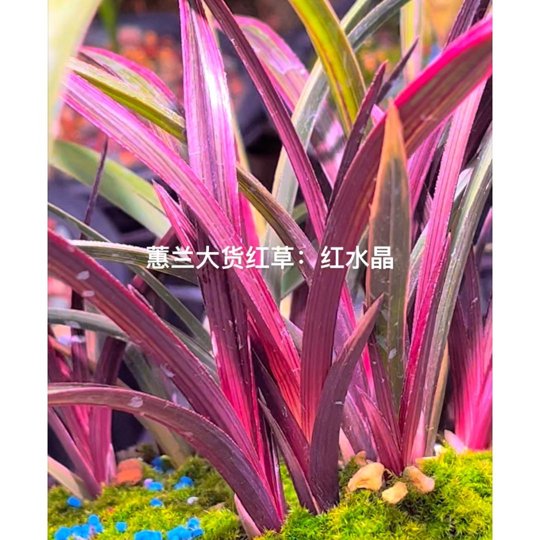 随心如意：红香妃