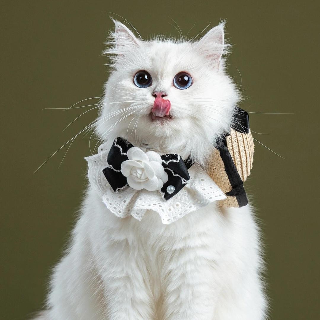 招财猫 ᦗ