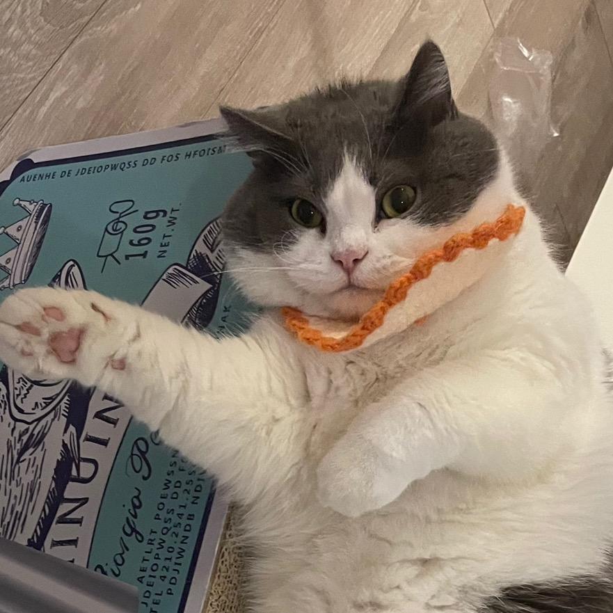 舒克是只猫