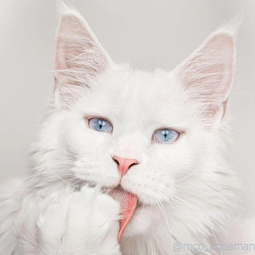 🐱宇翔缅因猫🐱