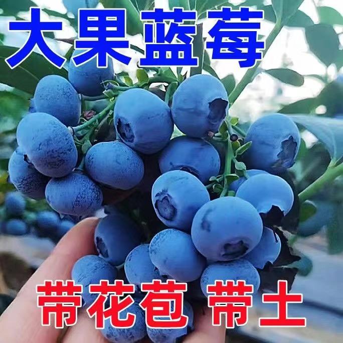 果多多果树果苗