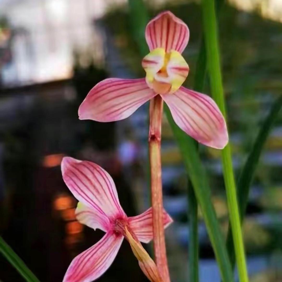 云南兰花—《永昌国兰》