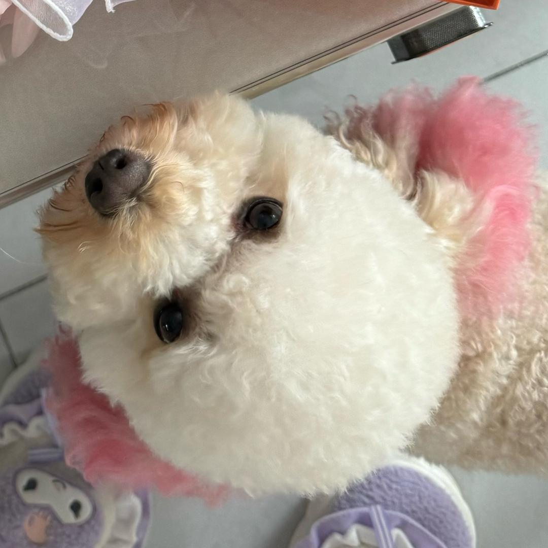 甜心小鳌
