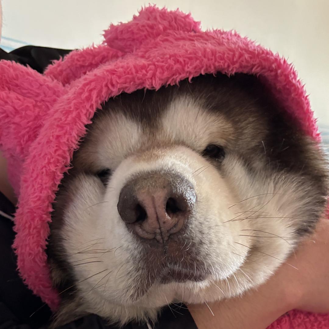 猪猪多