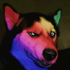 愿意死在富婆手里的🐶