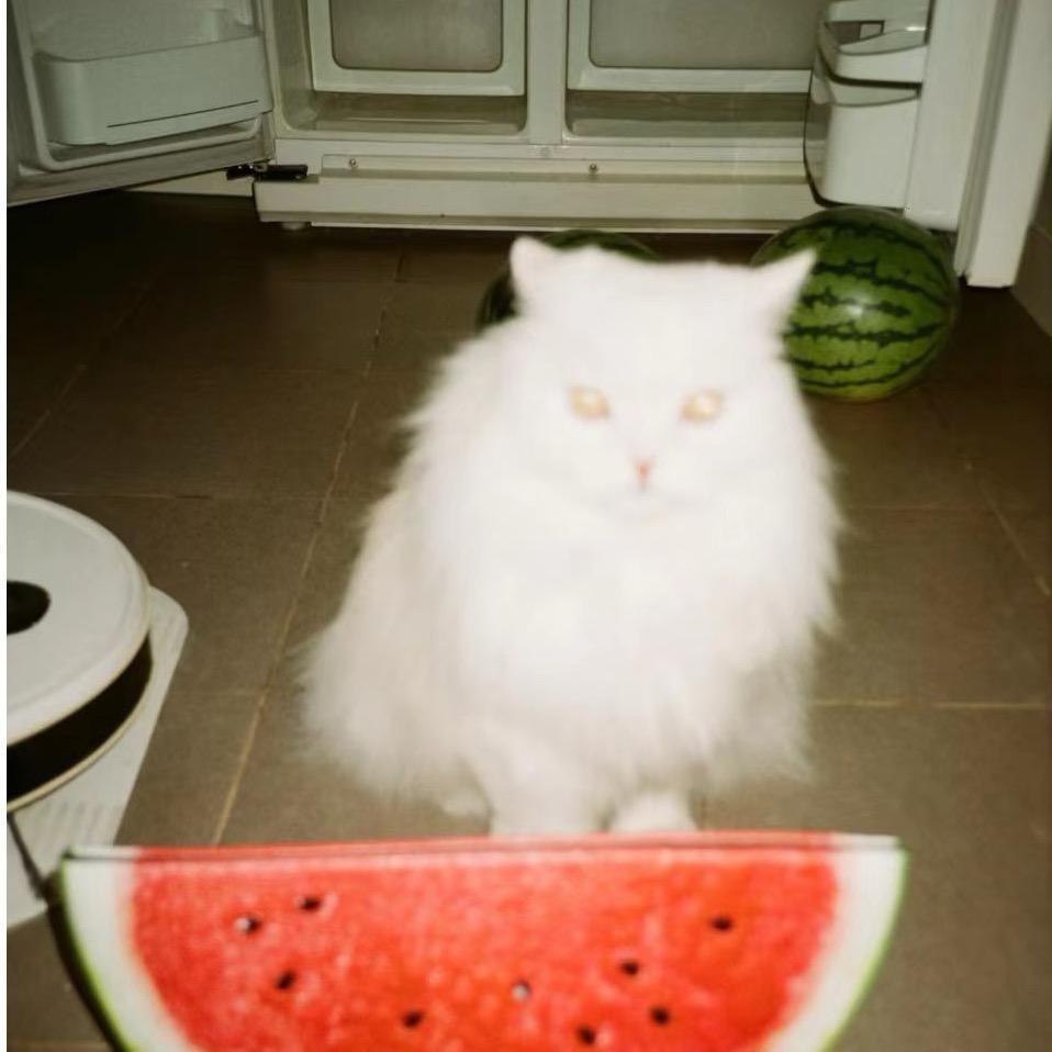 迈迈子