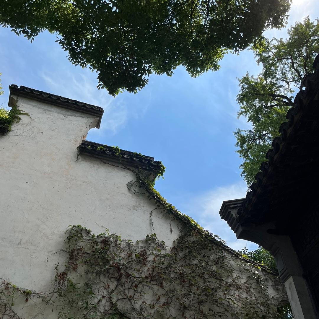 白羽毛🪶🪶🪶