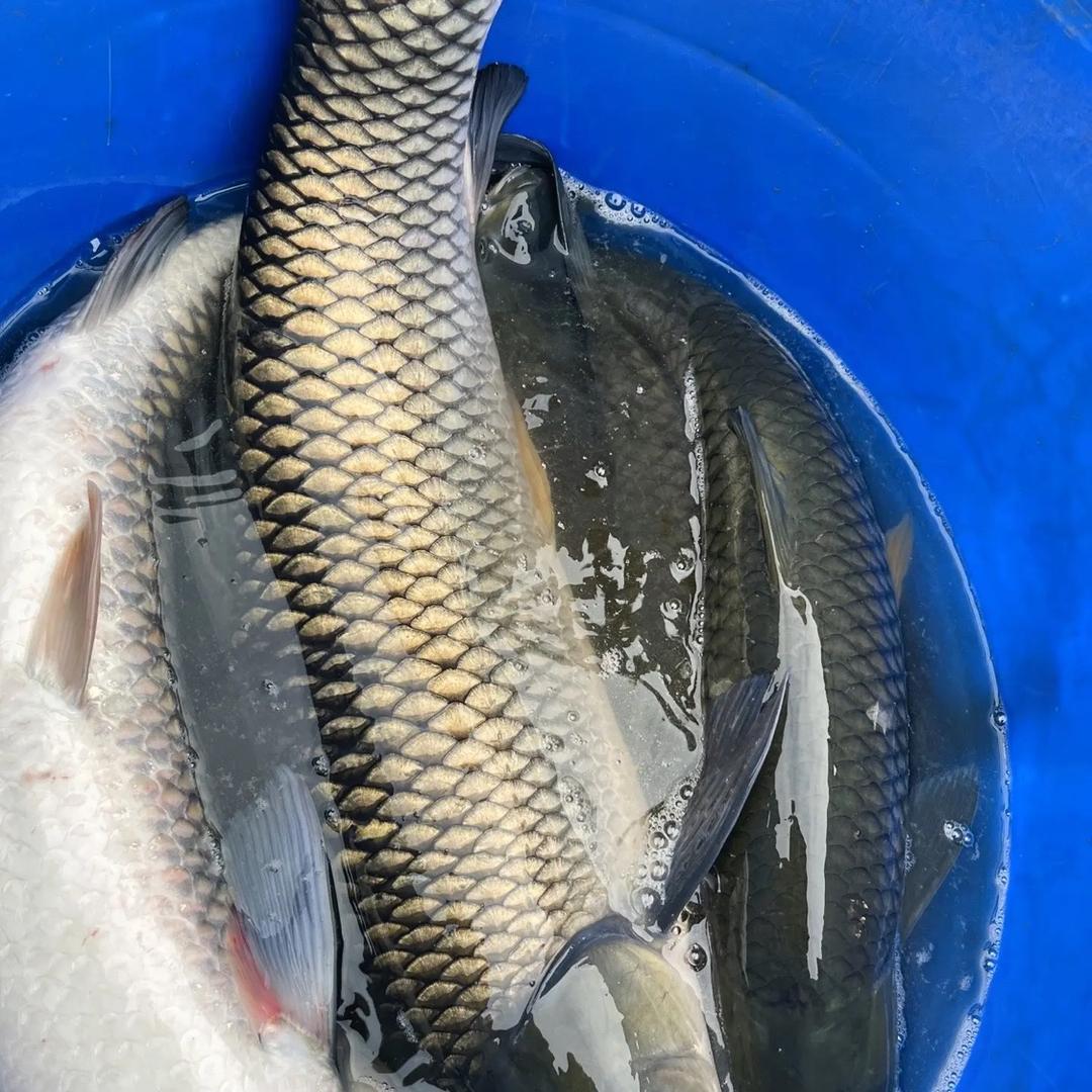 晨源生物渔高产