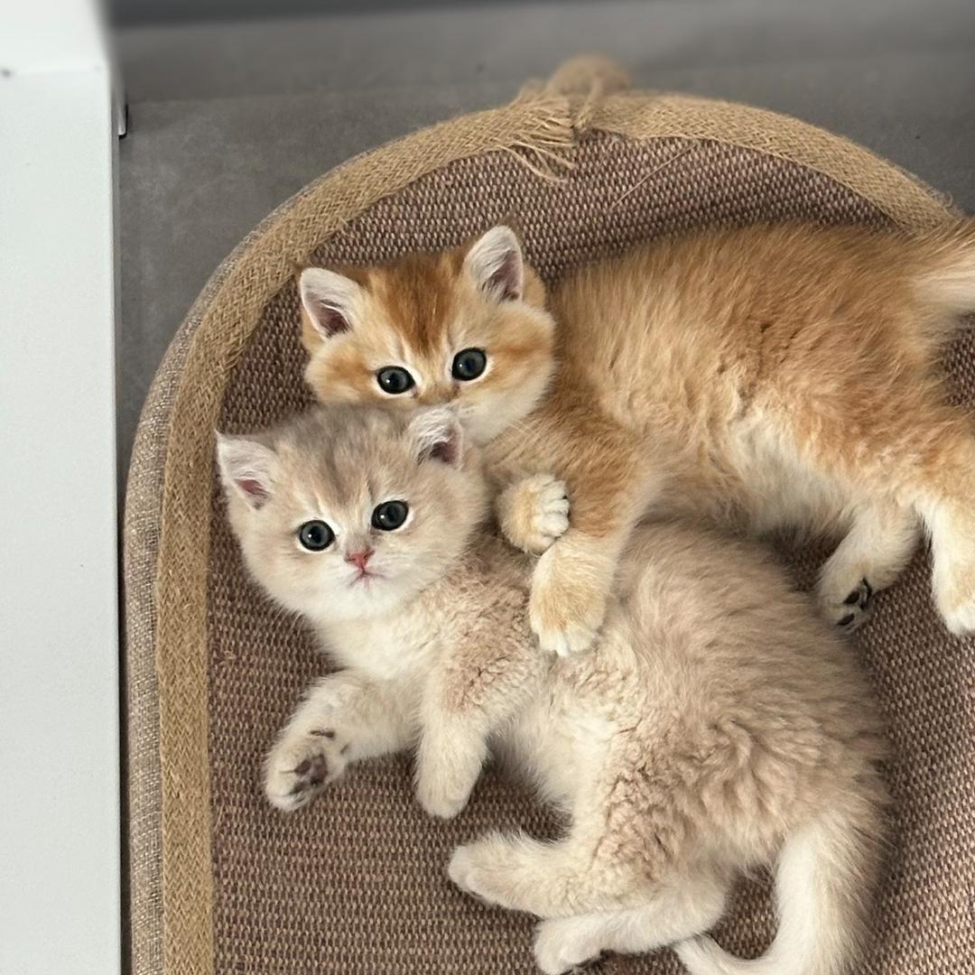 🏎️相见恨晚.