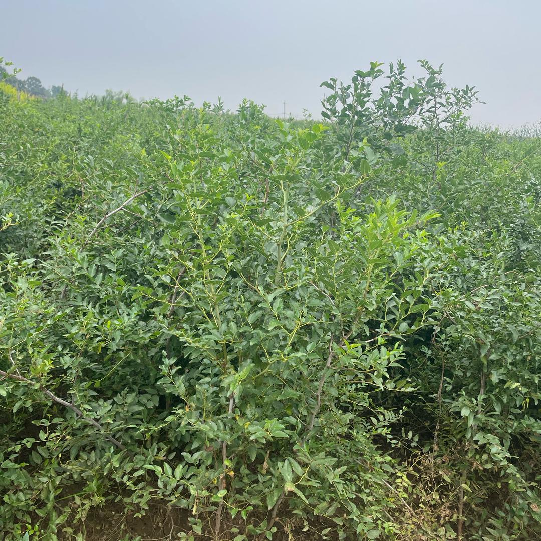 万亩酸枣苗基地