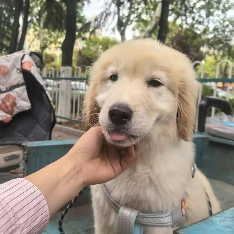 小狗蛋萌萌宠