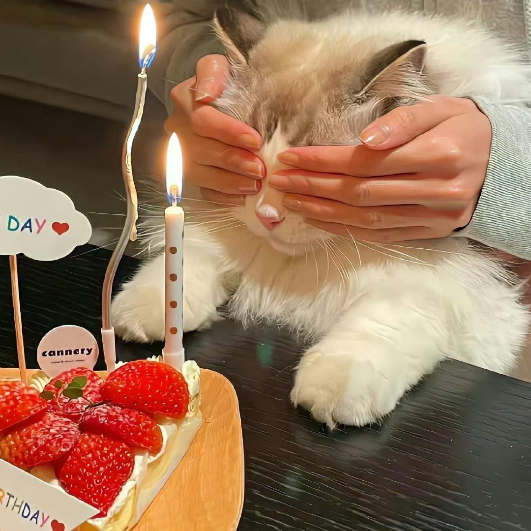 Caroline不是卡路里