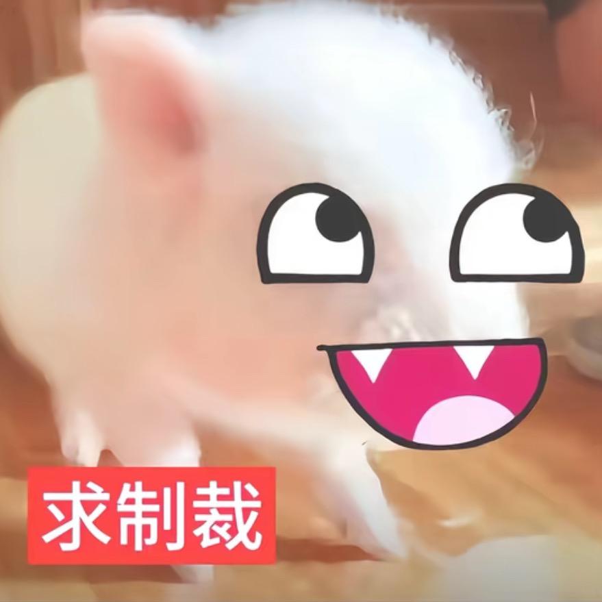 谁懂我的鱿鱼