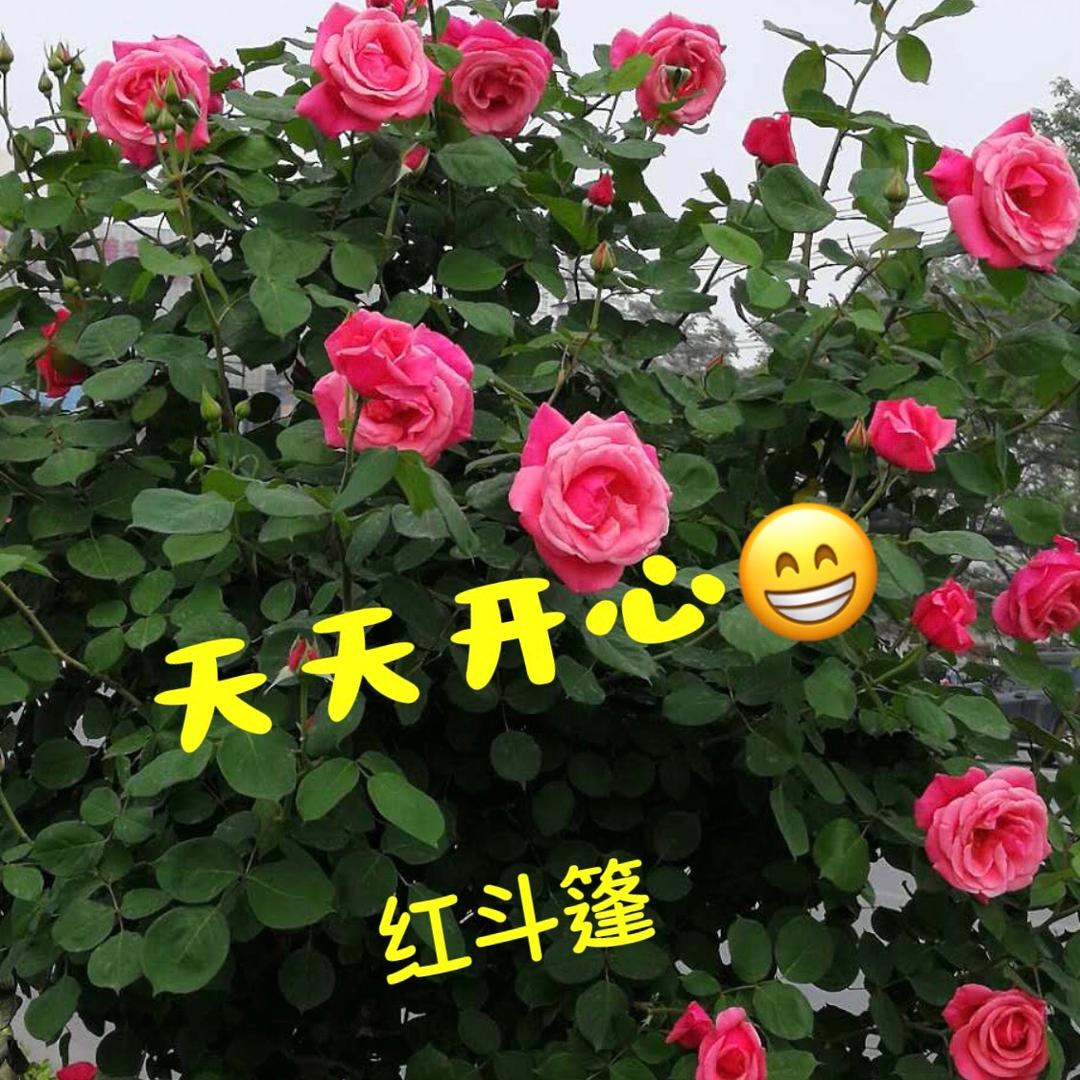 红斗篷