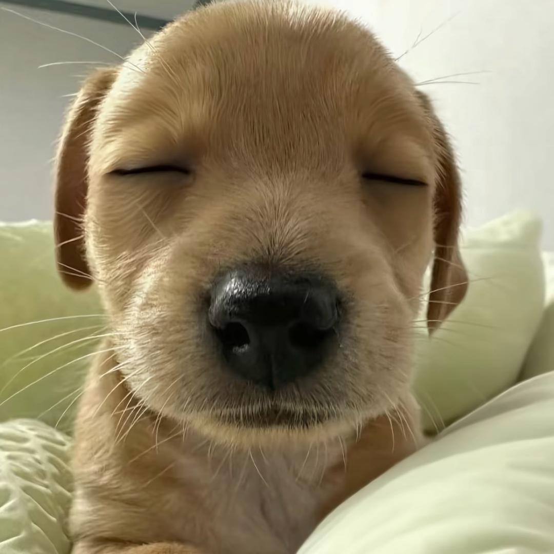 辣条猎人