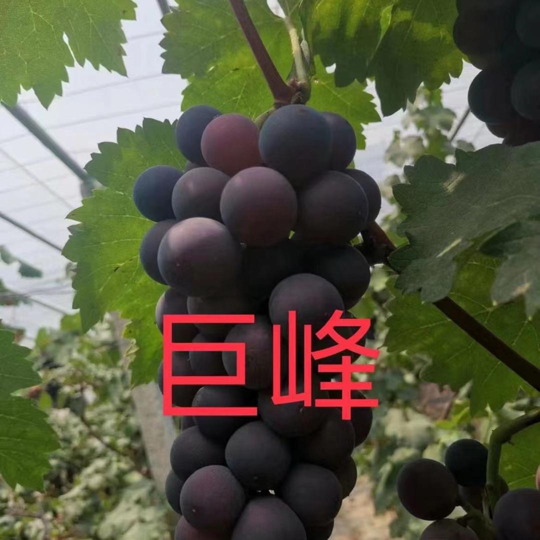 德思果树苗木专营店