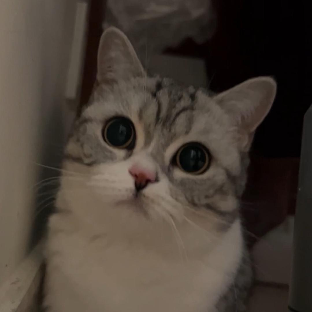 jio麻（不要连赞🥺）