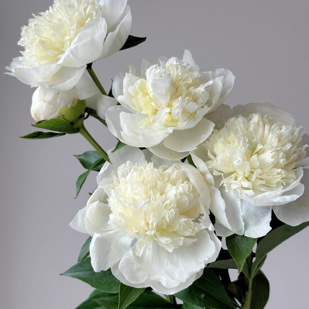 曹州鲜花坊