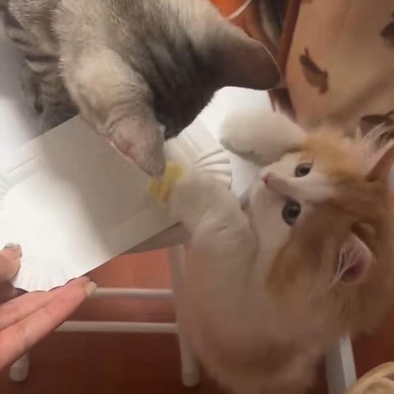 招财猫的小铃铛