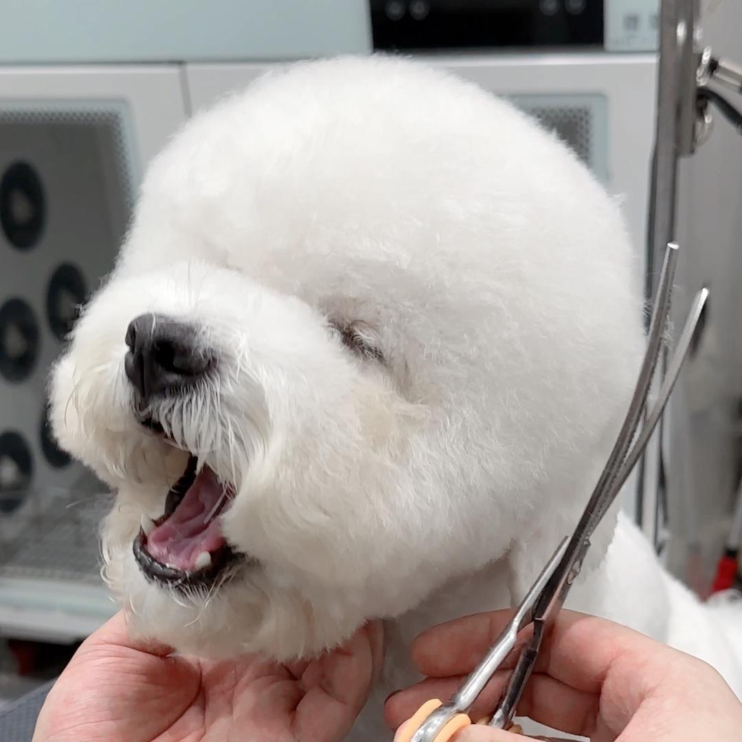 毛孩子乐园日记