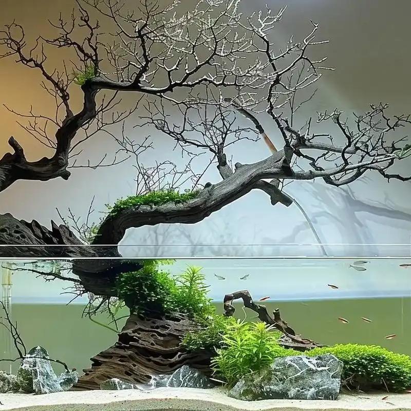 玩溪流的小白