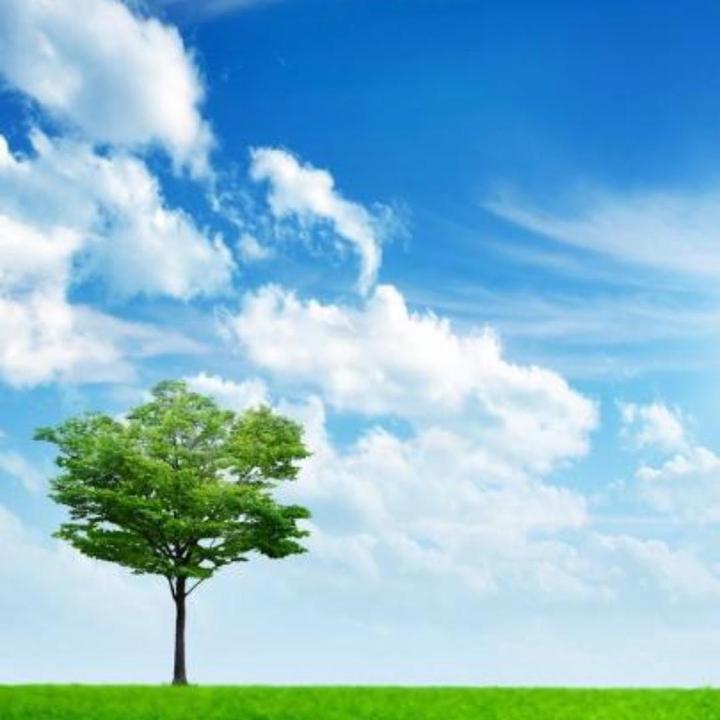 一棵树🌲