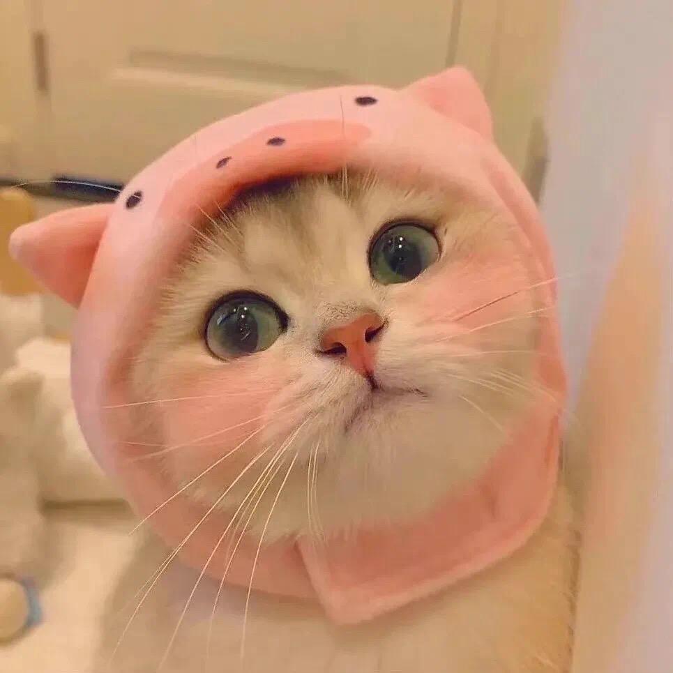 Li肉肉🍀