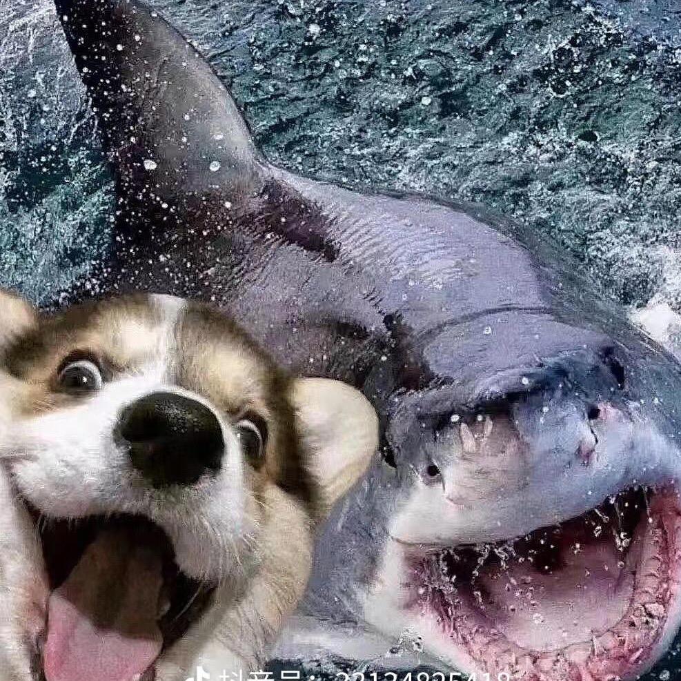 蹦极浩浩