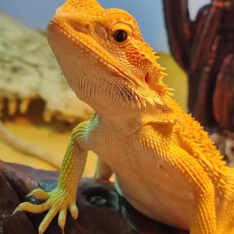 鬃狮蜥宝