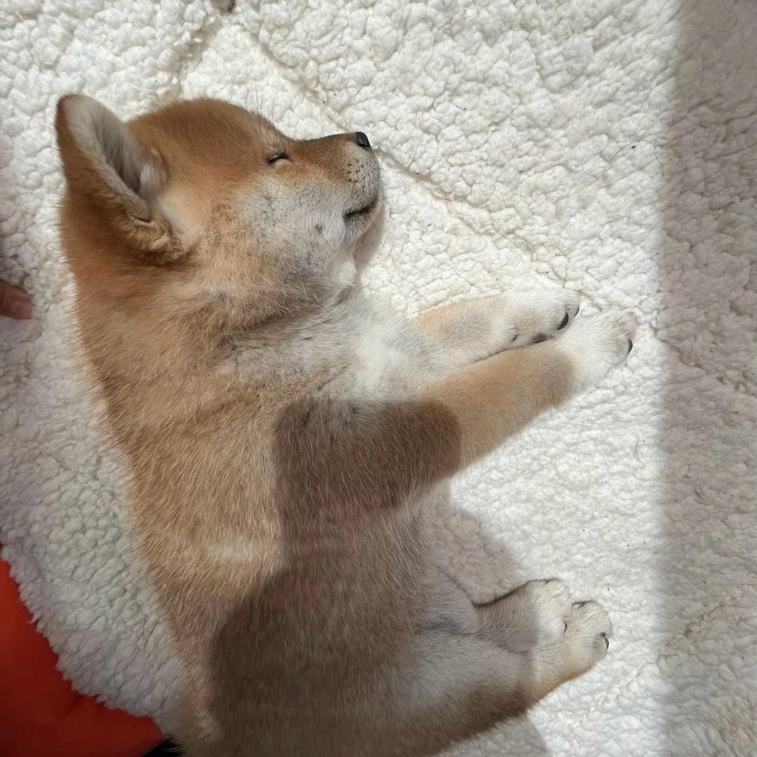 复关