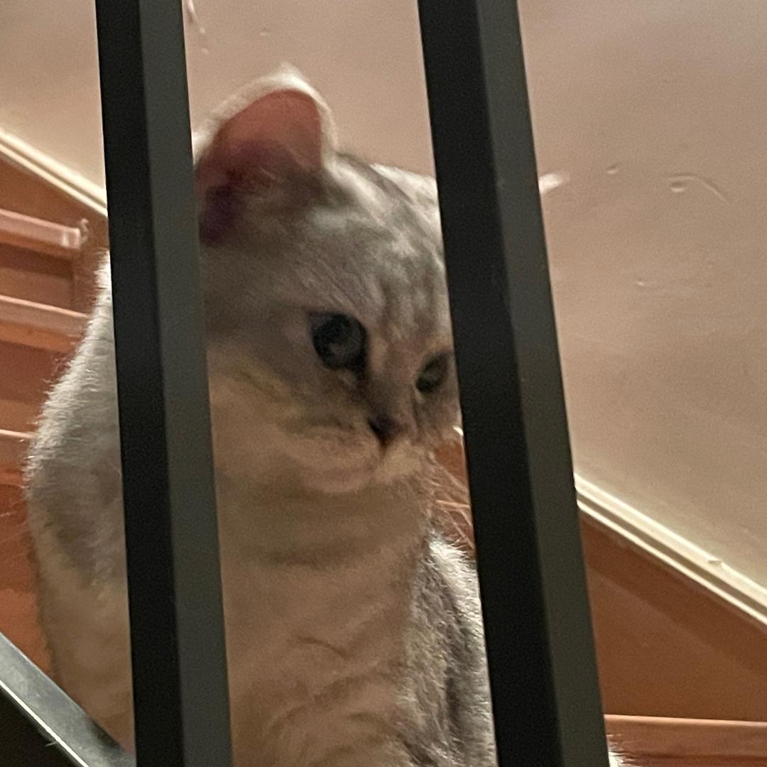 www鸭