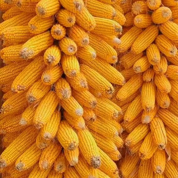 德圣高产玉米种子店