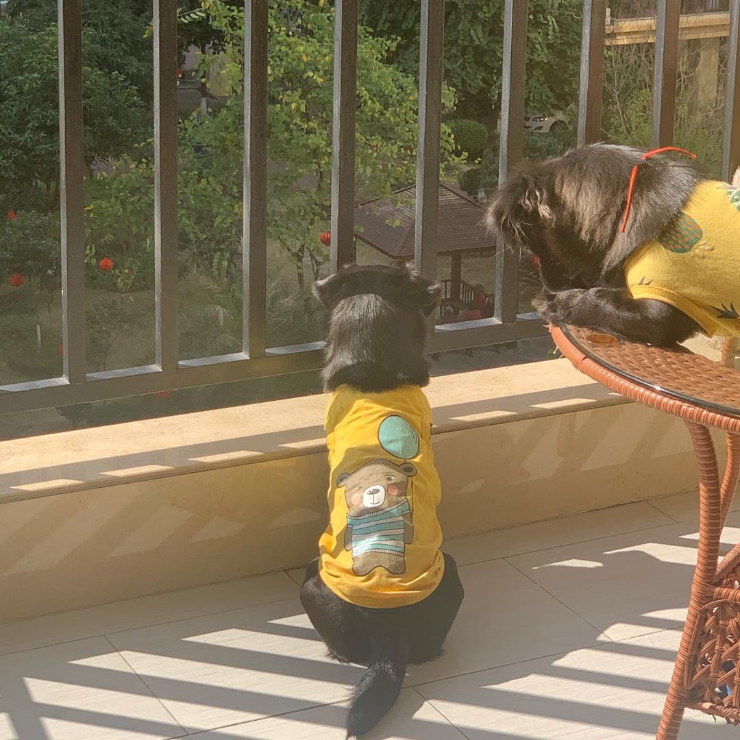 乔治爱旅行🐶头像