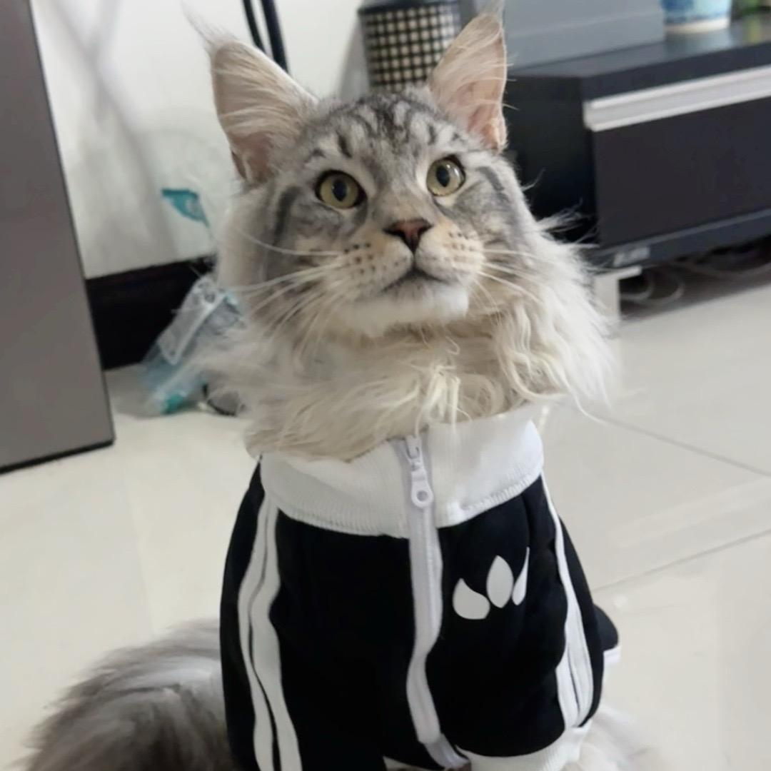 社恐小咪