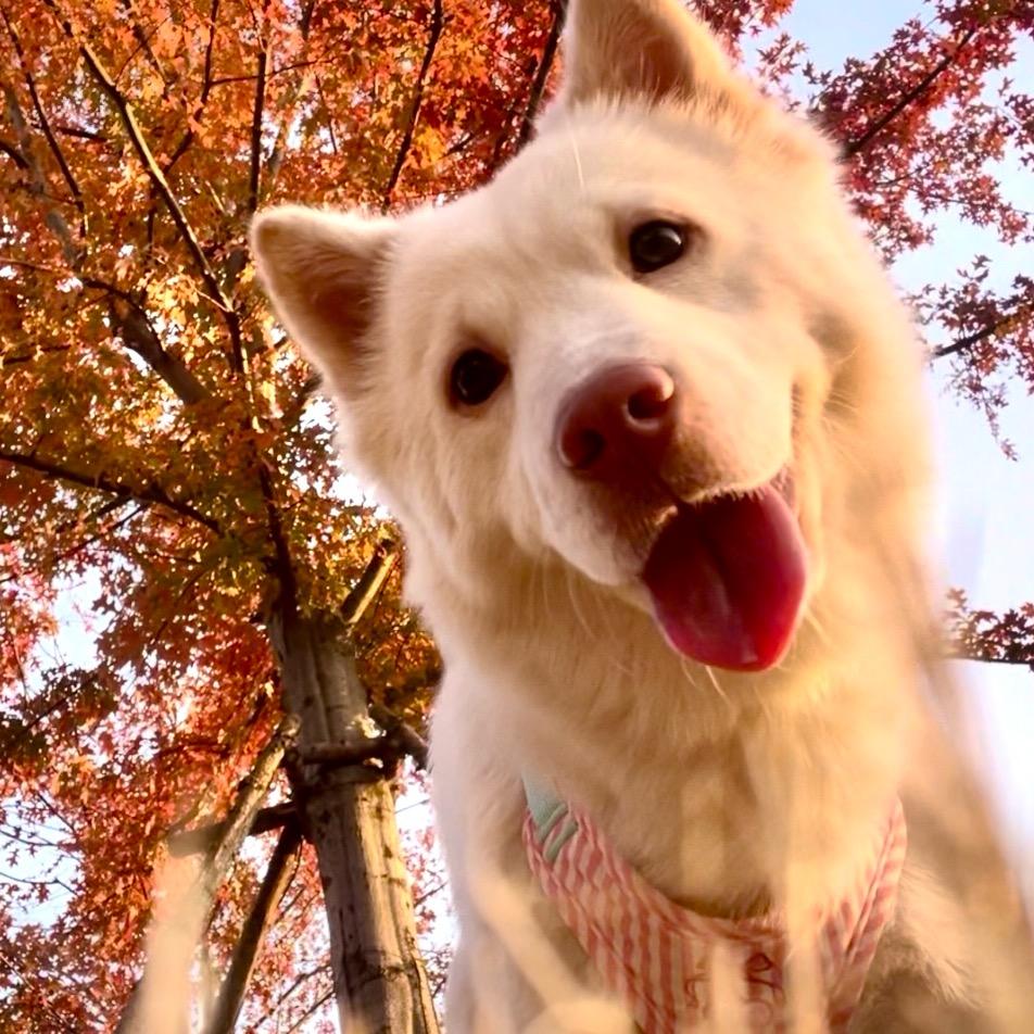 元宝是只小土猪