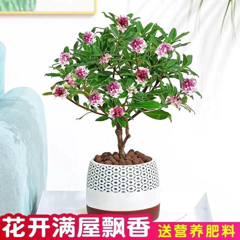 九林木滨州久涵商贸有限公司花卉专卖店