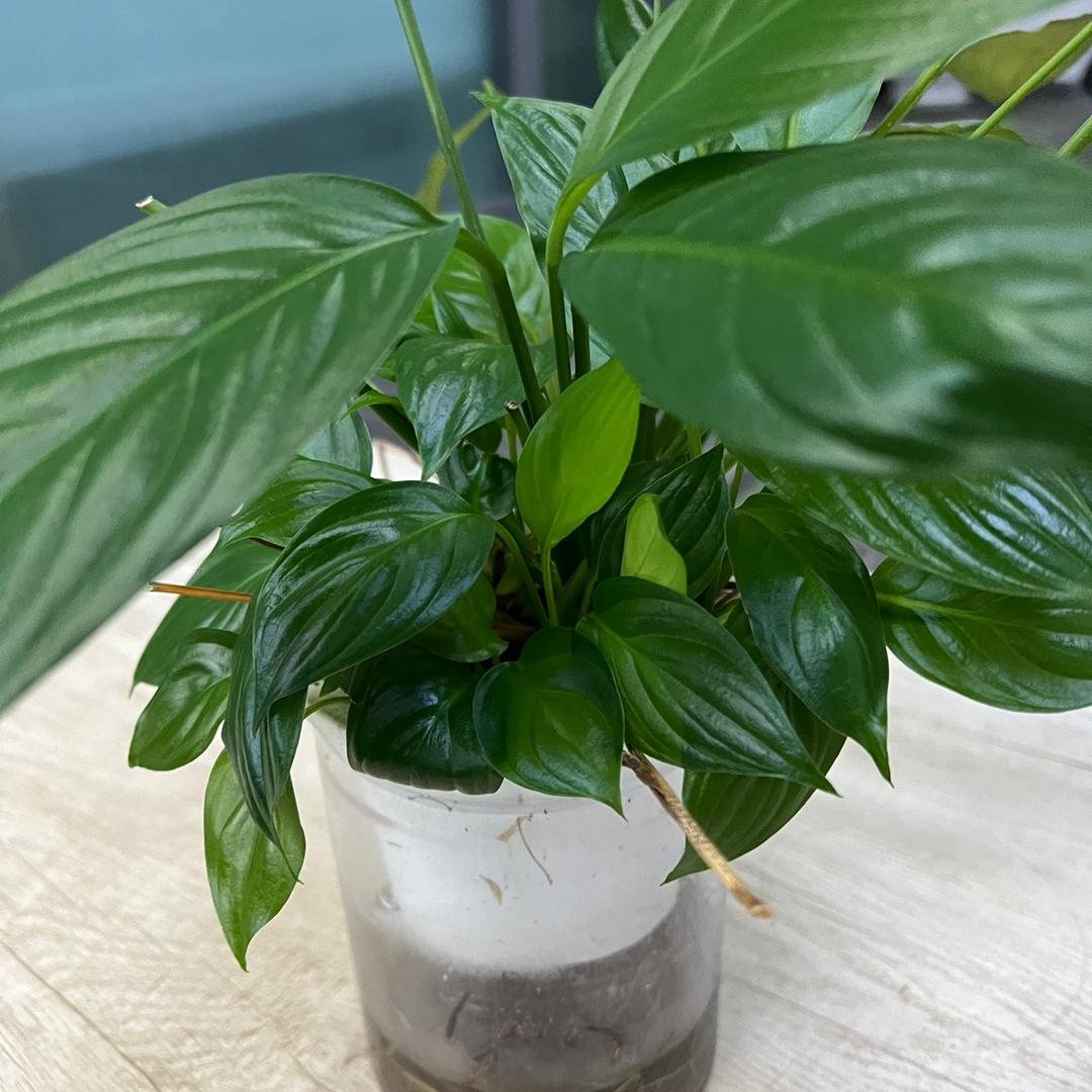 龙安