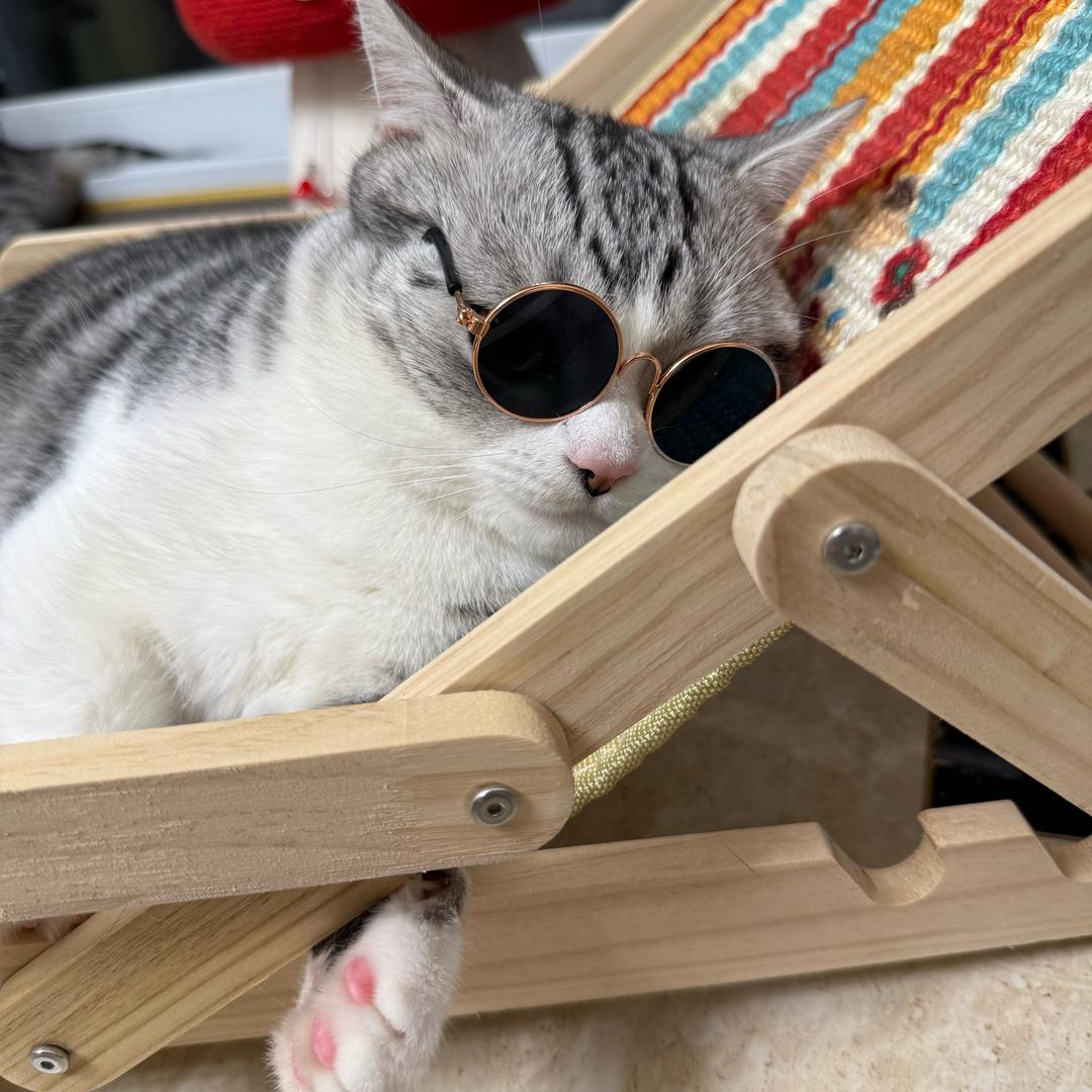 🐱铲屎官一枚（省💰版）